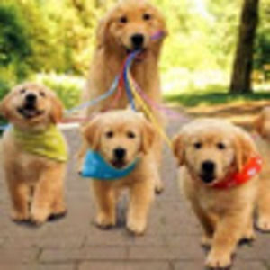 Meet your Posher, Hayden